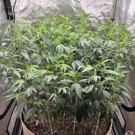 Josh D OG KISS - The Search for OG Kush