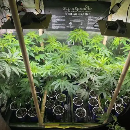 Josh D OG KISS - The Search for OG Kush