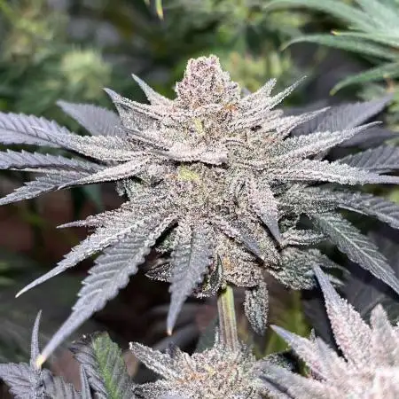 Sativa Pheno Hunt Spring 2025