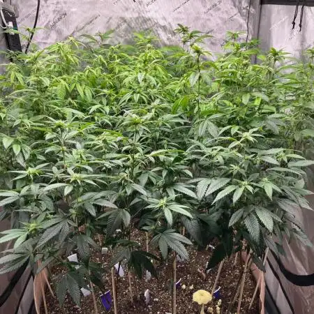 Josh D OG KISS - The Search for OG Kush