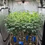 Josh D OG KISS - The Search for OG Kush