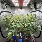 Josh D OG KISS - The Search for OG Kush