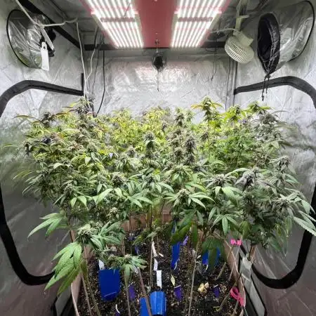 Josh D OG KISS - The Search for OG Kush