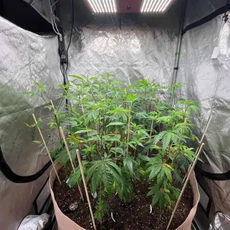Josh D OG KISS - The Search for OG Kush