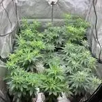Fall 2025 - Sweets & CBDs