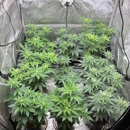 Fall 2025 - Sweets & CBDs
