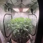 Josh D OG KISS - The Search for OG Kush
