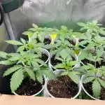 Fall 2025 - Sweets & CBDs