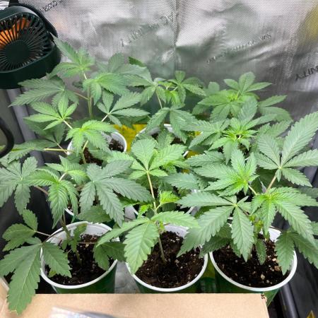 Fall 2025 - Sweets & CBDs