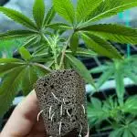 Josh D OG KISS - The Search for OG Kush