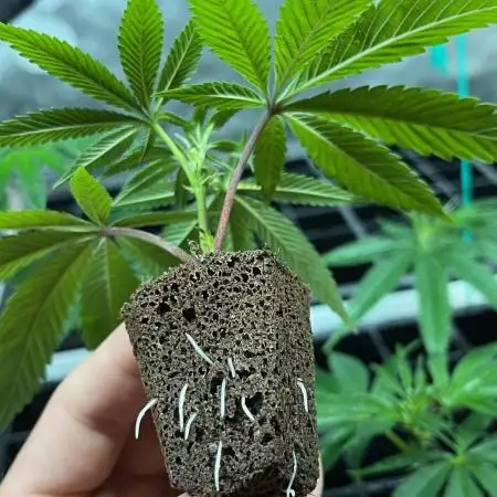 Josh D OG KISS - The Search for OG Kush