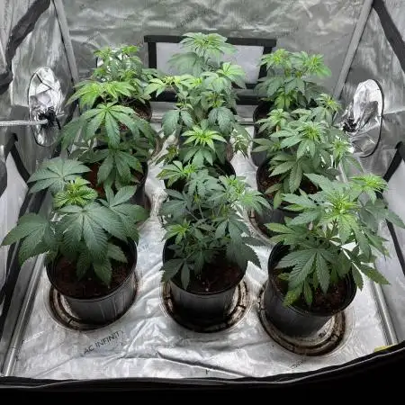 Fall 2025 - Sweets & CBDs