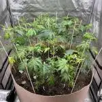 Josh D OG KISS - The Search for OG Kush