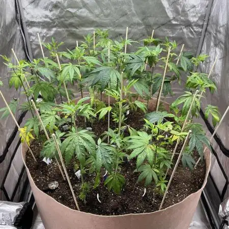 Josh D OG KISS - The Search for OG Kush