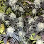 Josh D OG KISS - The Search for OG Kush