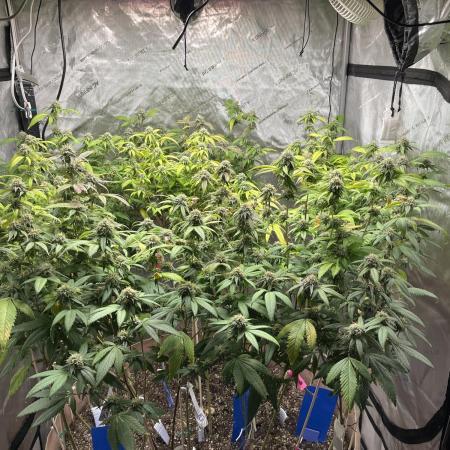 Josh D OG KISS - The Search for OG Kush