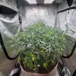 Josh D OG KISS - The Search for OG Kush