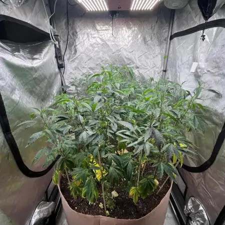 Josh D OG KISS - The Search for OG Kush