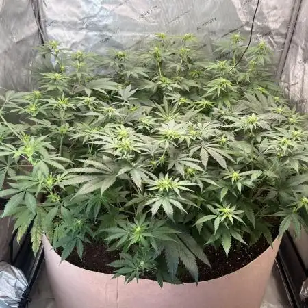 Sativa Pheno Hunt Spring 2025