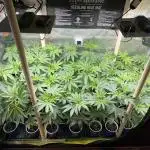 Josh D OG KISS - The Search for OG Kush