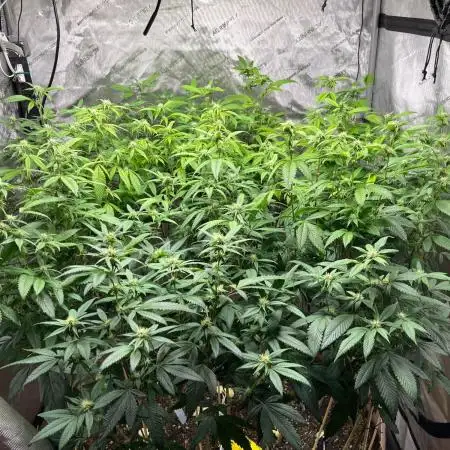 Josh D OG KISS - The Search for OG Kush