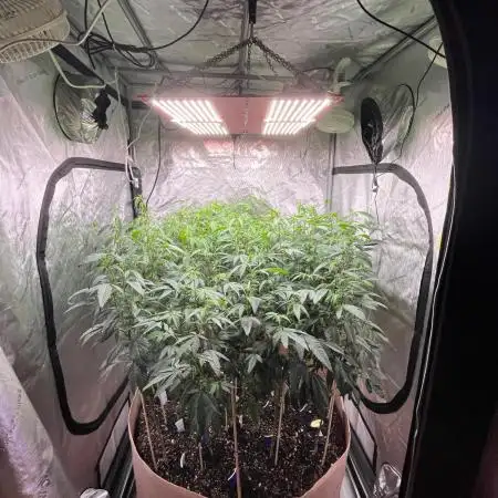 Josh D OG KISS - The Search for OG Kush