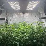Josh D OG KISS - The Search for OG Kush