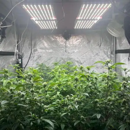 Josh D OG KISS - The Search for OG Kush