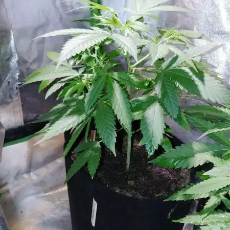 SG's-2nd Grow (GSC,Cheese,CW)