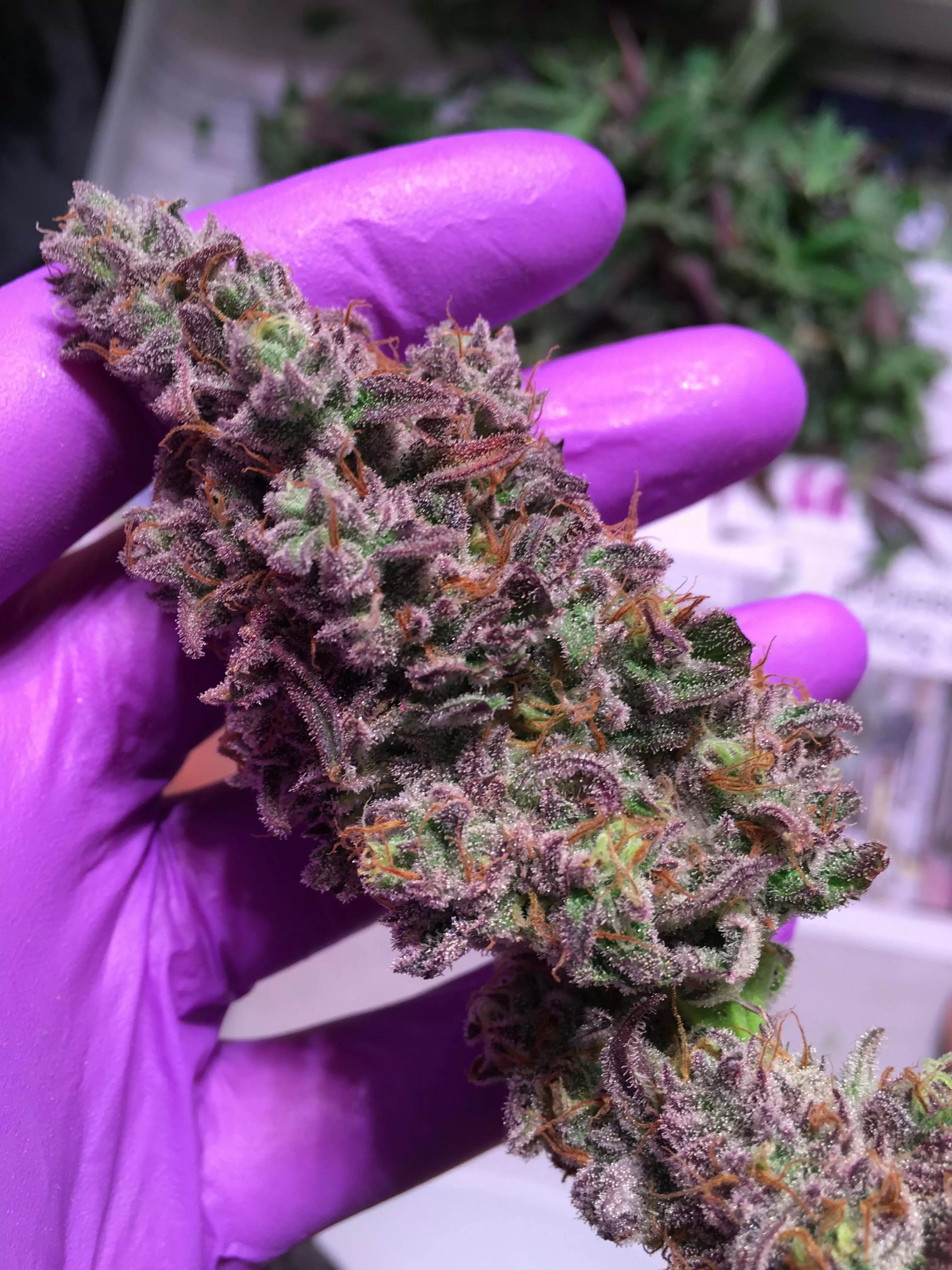 Q4W gen2 by SANlight grow lamp. Lighting information- GrowDiaries