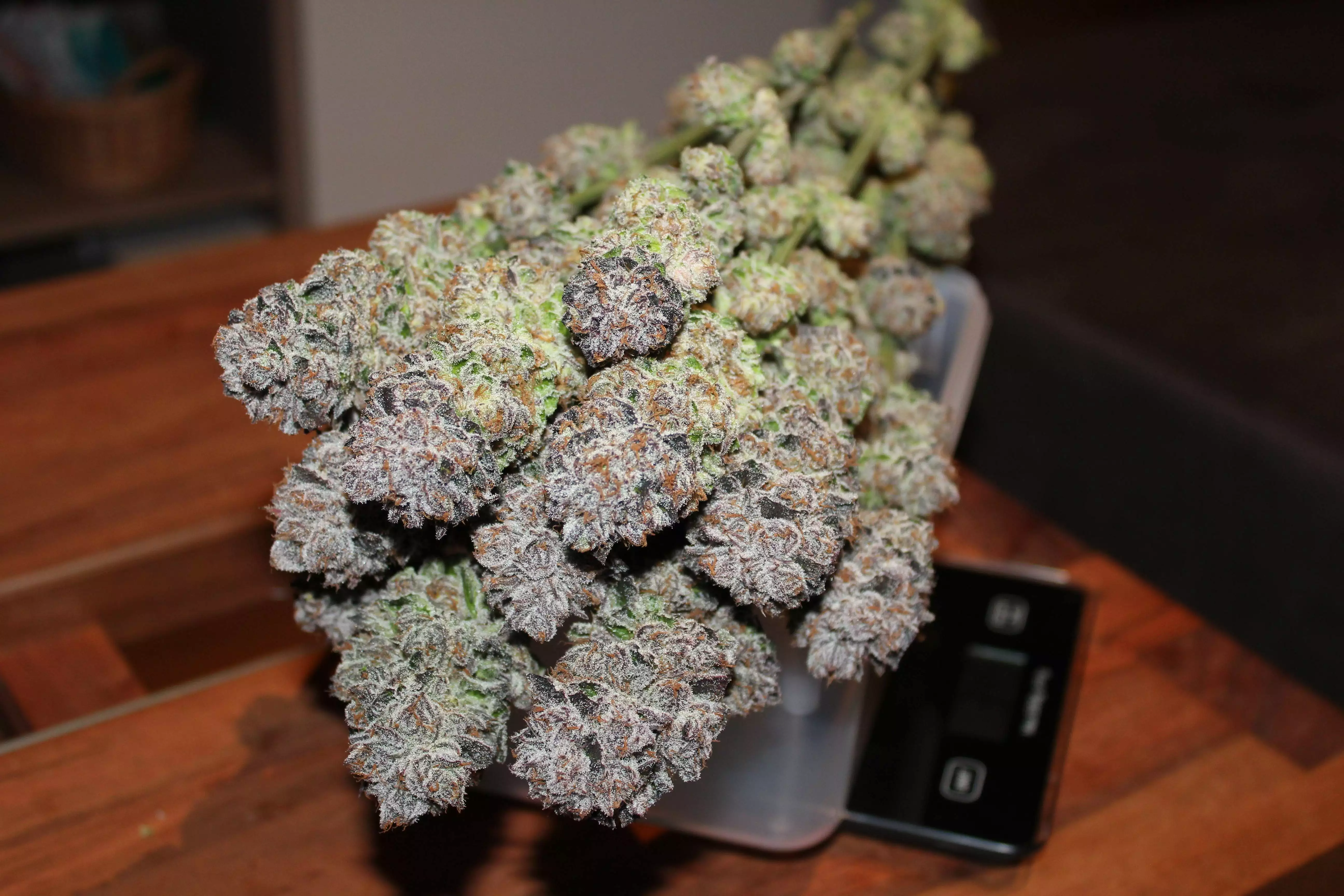 Q4W gen2 by SANlight grow lamp. Lighting information- GrowDiaries