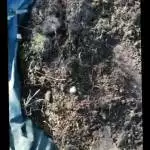 big outdoor uk site by fast budz 420