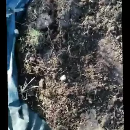 big outdoor uk site by fast budz 420