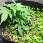 Runtz Auto {First Grow}