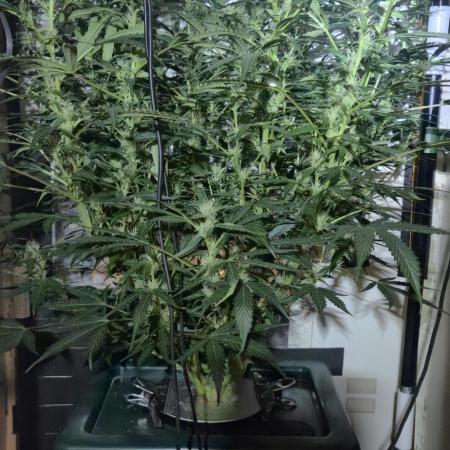 Gorilla Cookies Auto - DWC