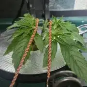 Gorilla Cookies Auto - DWC