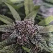 Purple Lemonade Auto hydroponic grow