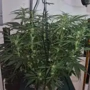 Gorilla Cookies Auto - DWC