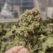 Mimosa X Orange Punch DWC second attempt