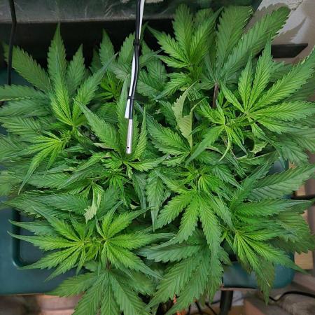 Gorilla Cookies Auto - DWC