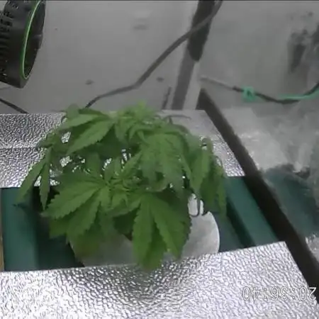 Purple Lemon Auto hydroponic grow
