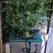 Gorilla Cookies Auto - DWC