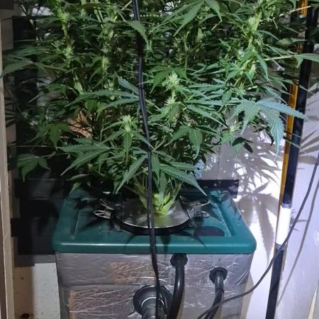 Gorilla Cookies Auto - DWC