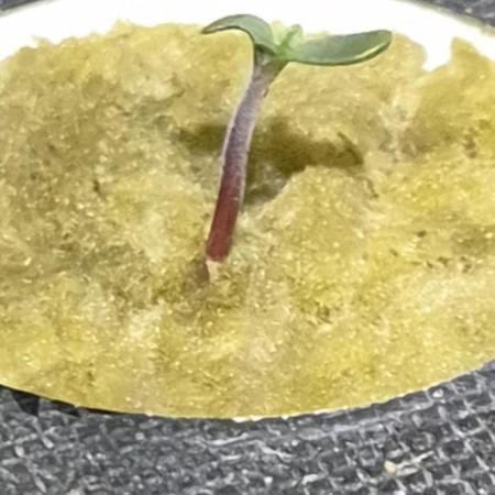 Purple Lemonade Auto hydroponic grow