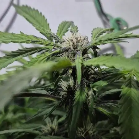 Purple Lemon Auto hydroponic grow