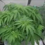 Purple Lemon Auto hydroponic grow