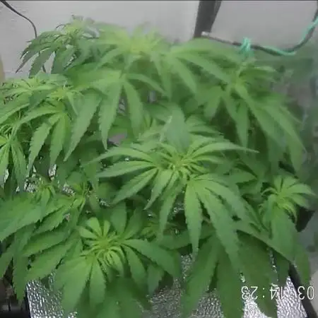Purple Lemon Auto hydroponic grow