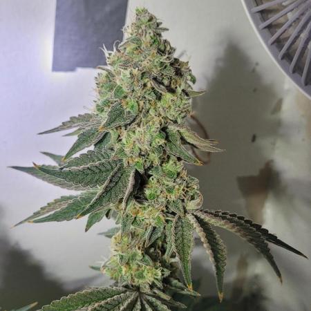 Mimosa x Orange Punch RDWC