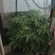 Gorilla Cookies Auto - DWC