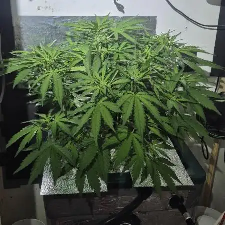 Purple Lemon Auto hydroponic grow